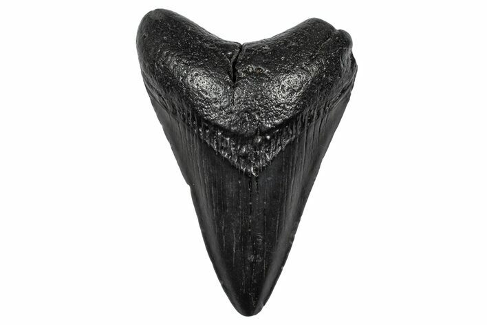 Fossil Megalodon Tooth - South Carolina #341467